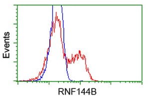 RNF144B Antibody (clone OTI3D7)