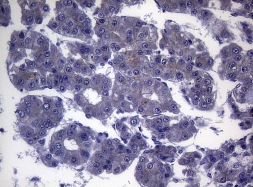 CEP55 Antibody (aa1-280, clone OTI10C4)