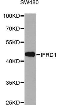 IFRD1 / TIS7 Antibody