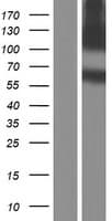 APLP2 Protein (Over-Expression Lysate Myc-DDK (Flag))