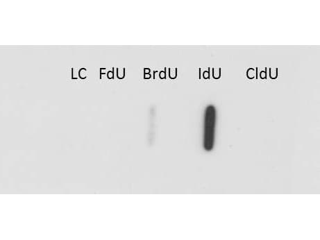 IdU / Iododeoxyuridine Antibody (clone 32D8.D9)