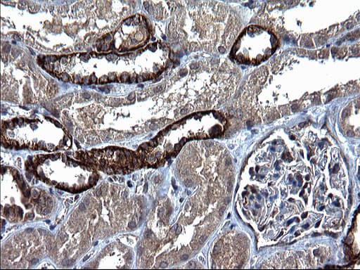 KITLG / SCF Antibody (clone OTI5F6)