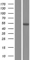 PSMD12 / Rpn5 Protein (Over-Expression Lysate Myc-DDK (Flag))