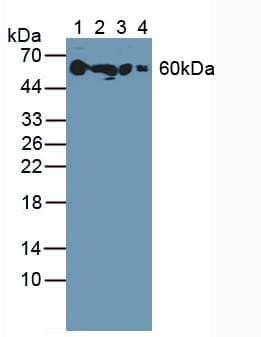 SERPINA6 / CBG Antibody (aa267-390, PE)
