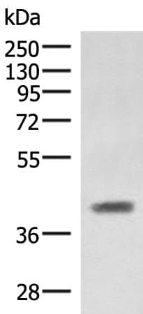 SAMSN1 Antibody