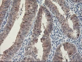 HSPBP1 Antibody (clone OTI1D5)