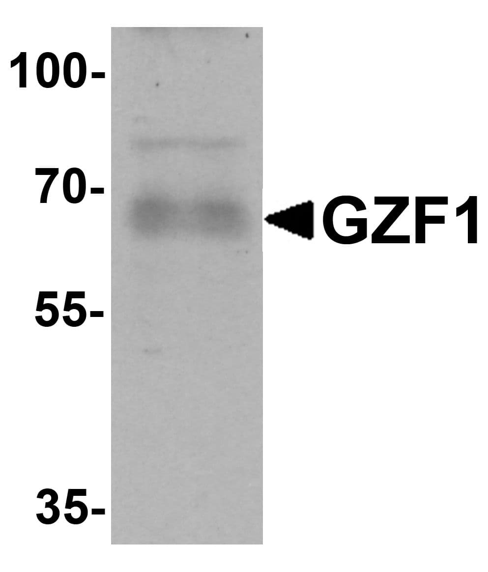 IHC-plus™ GZF1 Antibody