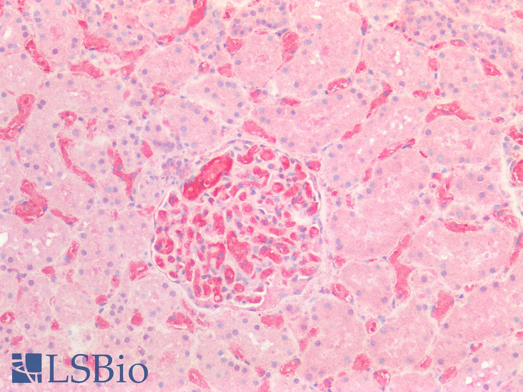 IHC-plus™ VWF / Von Willebrand Factor Antibody