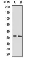 PPAN Antibody
