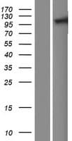 TNPO2 / Importin Protein (Over-Expression Lysate Myc-DDK (Flag))
