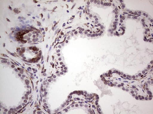 Monoclonal Mouse anti-Human BHLHE41 / BHLHB3 / SHARP1 Antibody (clone OTI10B11, aa1-297, IHC, WB)