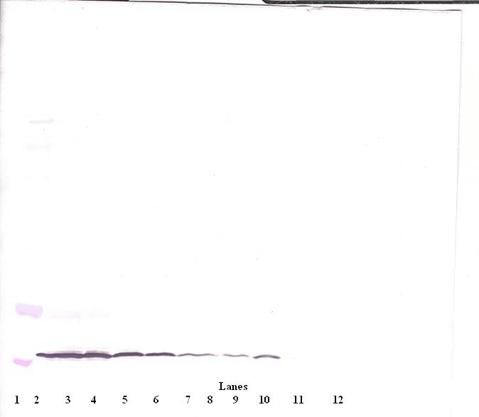 Monoclonal Mouse anti-Human CCL11 / Eotaxin Antibody (WB)