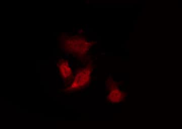 PGR1 / GPR153 Antibody
