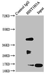 HIST1H3A Antibody