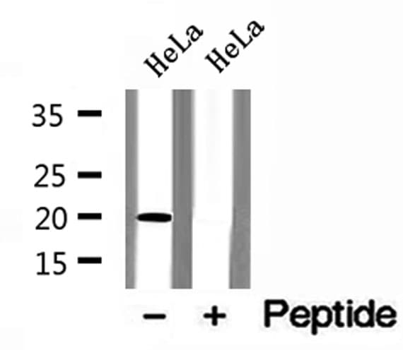 ARFL3 / ARL3 Antibody