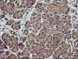 TRAPPC4 / Synbindin Antibody (clone OTI2E1)