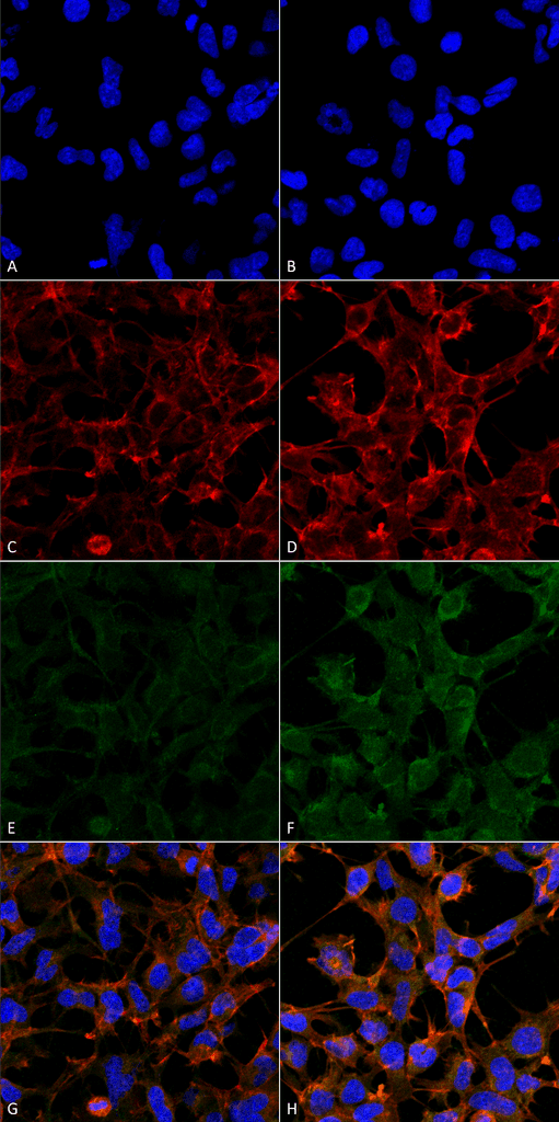 4-Hydroxynonenal Antibody (clone 12F7, FITC)
