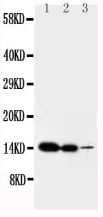Polyclonal Rabbit anti-Mouse IL2 Antibody (aa151-169, WB)