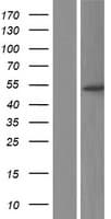 PPP2R2B Protein (Over-Expression Lysate Myc-DDK (Flag))