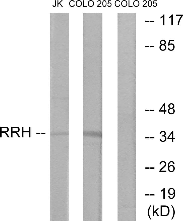 Polyclonal Rabbit anti-Human Peropsin / RRH Antibody (aa201-250, WB)