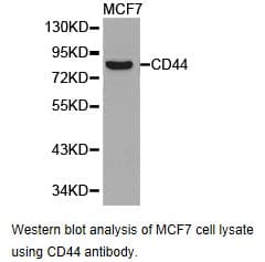 CD44 Antibody