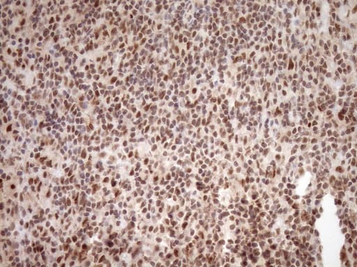 NUDT21 Antibody (aa2-227, clone OTI2C8)