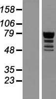 QRICH1 Protein (Over-Expression Lysate Myc-DDK (Flag))