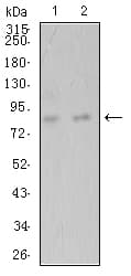 ADAMTS1 Antibody (clone 1G5D5)