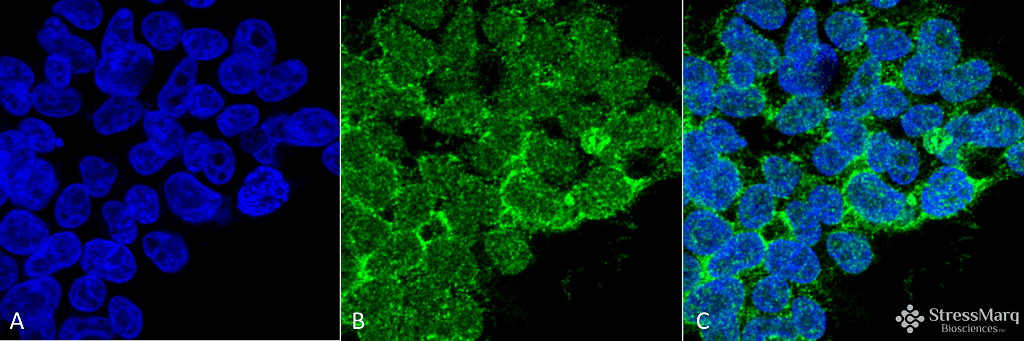 PPP5C Antibody (clone 12F7)
