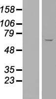 CDY2B Protein (Over-Expression Lysate Myc-DDK (Flag))