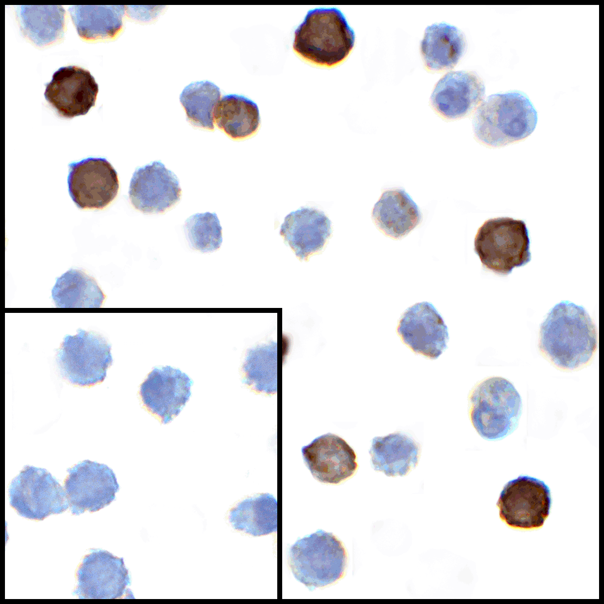 TNFSF14 / LIGHT Antibody (clone 7B9E12)