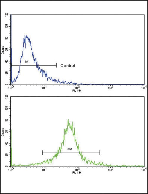 Polyclonal Rabbit anti-Human CDK1 / CDC2 Antibody (aa1-29, WB)