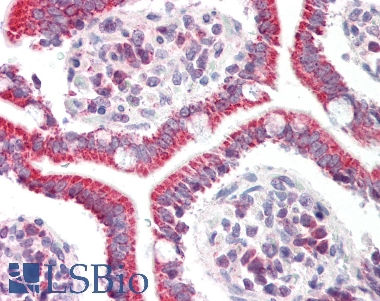 DYRK2 Antibody (aa434-483)