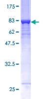 Human GALK2 Protein (Recombinant GST)