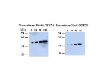 NEK2 Antibody (aa282-295)