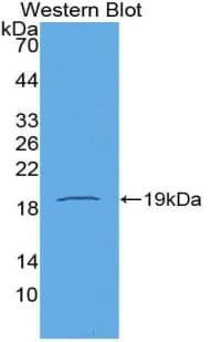 PPIA / Cyclophilin A Antibody (aa2-164, Biotin)