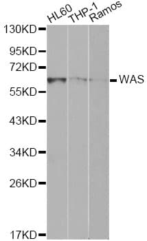 IHC-plus™ WAS / WASP Antibody