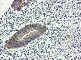 USP10 Antibody (clone OTI2E1)