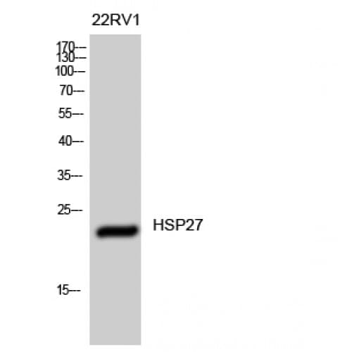 HSPB1 / HSP27 Antibody (20-100 aa)