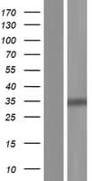 GALNT10 Protein (Over-Expression Lysate Myc-DDK (Flag))