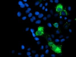 MRPS27 Antibody (clone OTI6E5)