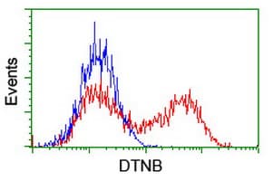 DTNB / Dystrobrevin Beta Antibody (clone OTI3A12)