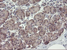 CHN1 Antibody (clone OTI1C9)