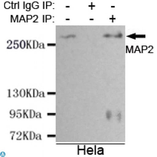 MAP2 Antibody