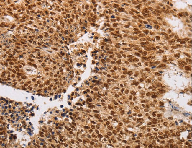 THOC7 Antibody