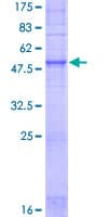 Human OR1E1 Protein (Recombinant GST)