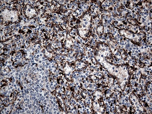 CTSL / Cathepsin L Antibody (aa114-333, clone OTI1C7, Carrier-free)