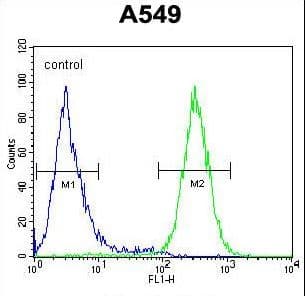 GTPBP8 / HSPC135 Antibody (aa122-150)