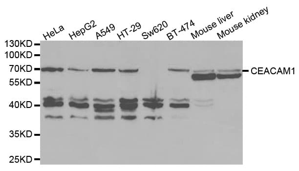 CD66a / CEACAM1 Antibody