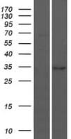 BARX1 Protein (Over-Expression Lysate Myc-DDK (Flag))